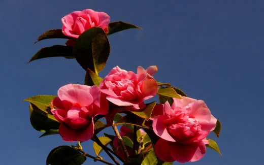 591607 (a): :1680x1050